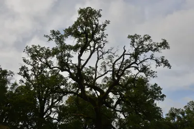 DSC_6819 (Large).JPG